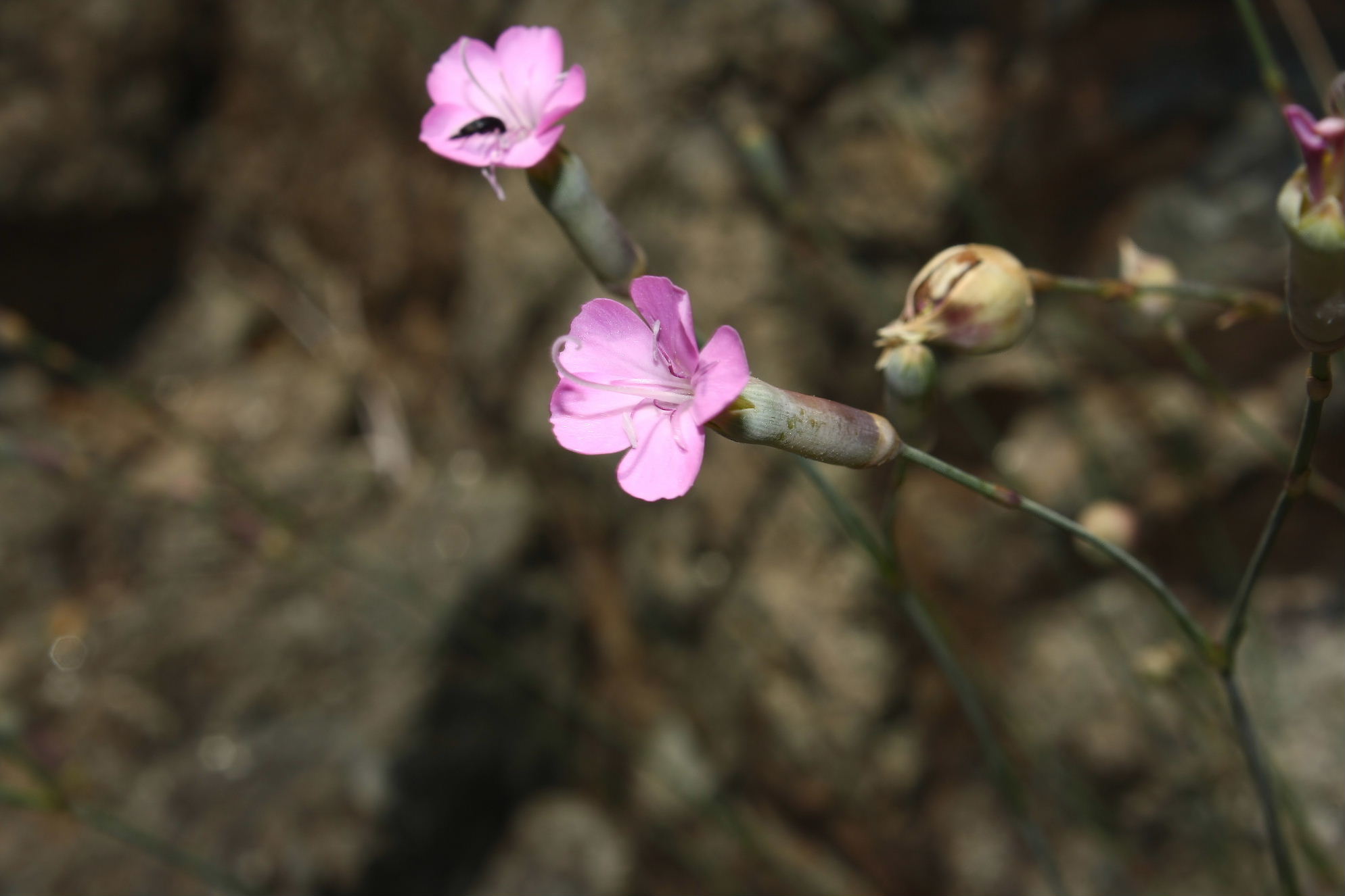Dianthus sylvestris ?? da determinare